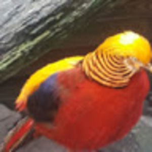 Meet your Posher, Jacqueline